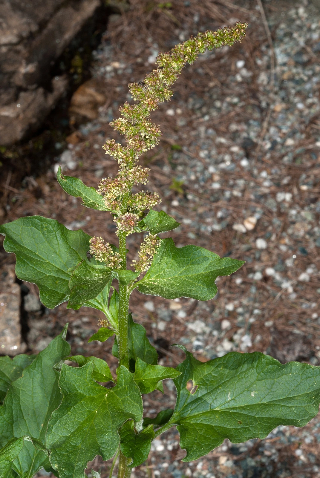 Photo Maurizio Broglio - Chenopodium bonus-henricus